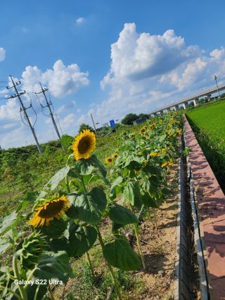 박해용(세건농장)님의 고추 · 수확 작성글 사진