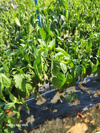 박해용(세건농장)님의 고추 · 수확 작성글 사진