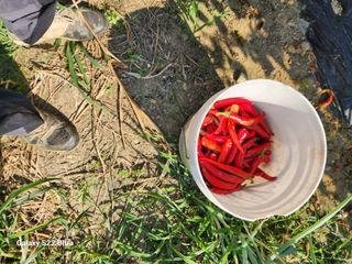 박해용(세건농장)님의 고추 · 수확 작성글 사진