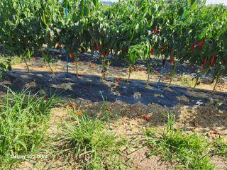 박해용(세건농장)님의 고추 · 수확 작성글 사진