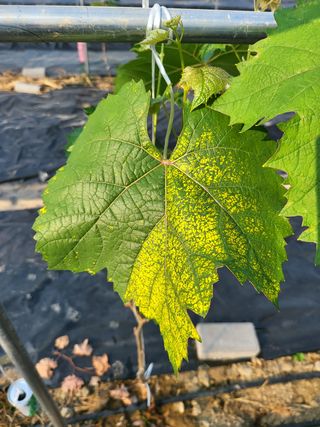 이준희님의 포도 · 병해충상담 작성글 사진