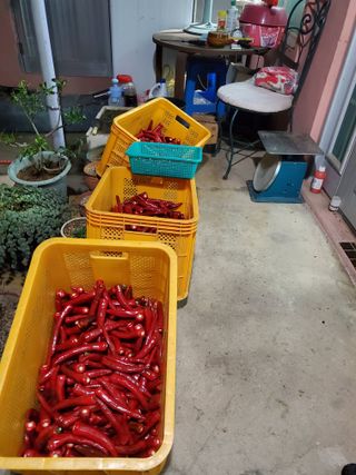 김윤철님의 고추 · 수확 작성글 사진