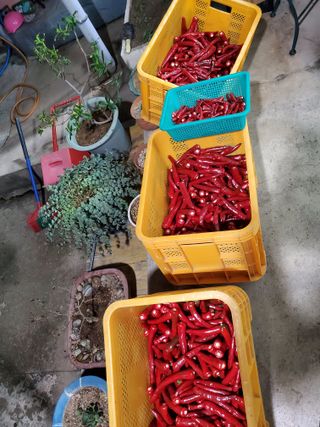 김윤철님의 고추 · 수확 작성글 사진