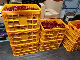 _고성농장님의 고추 · 수확 작성글 사진