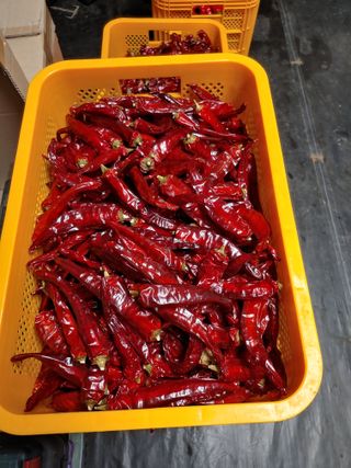 _고성농장님의 고추 · 수확 작성글 사진