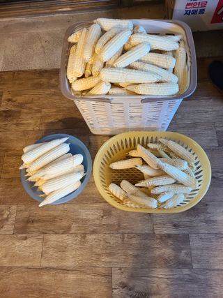 이종민 풍운아 님의 옥수수 · 자유게시판 작성글 사진