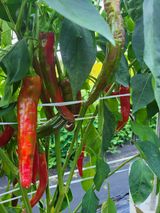 팜모닝 고추·병해충상담 게시글 이미지