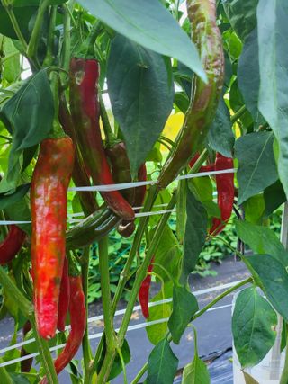 논산상월안정환님의 고추 · 병해충상담 작성글 사진