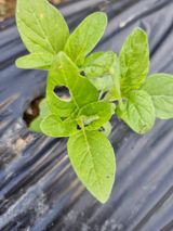 팜모닝 참깨·병해충상담 게시글 이미지