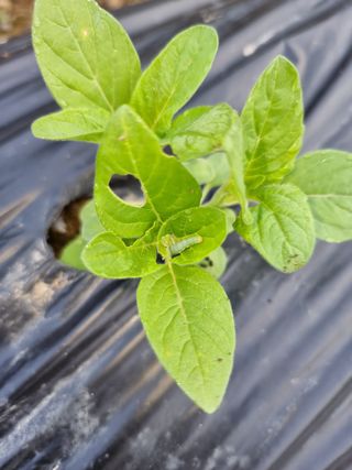 이병구님의 참깨 · 병해충상담 작성글 사진