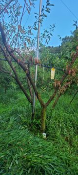 팜모닝 자두·자유게시판 게시글 이미지