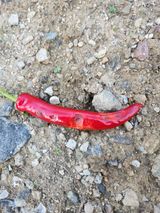 팜모닝 고추·병해충상담 게시글 이미지