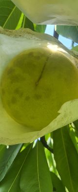 팜모닝 복숭아·병해충상담 게시글 이미지