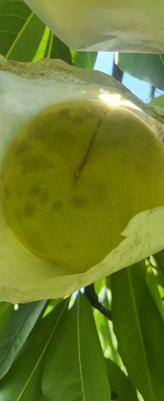 꼬치골농부님의 복숭아 · 병해충상담 작성글 사진