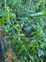 팜모닝 고추·병해충상담 게시글 이미지