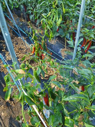 호경기님의 고추 · 병해충상담 작성글 사진