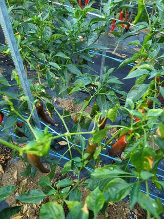 호경기님의 고추 · 병해충상담 작성글 사진