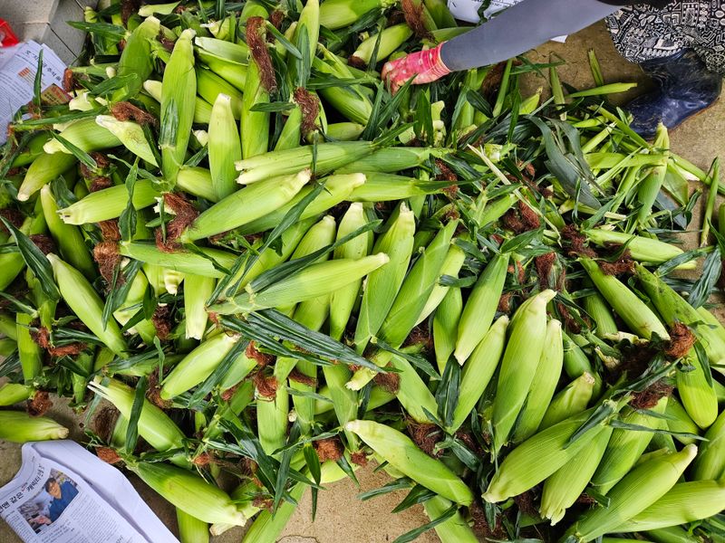 장터 상품 [옥수수] 썸네일