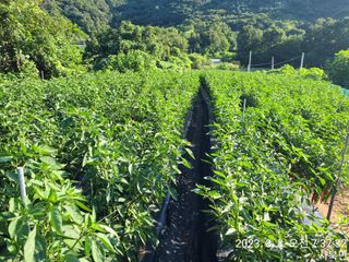 윤인석님의 고추 · 일상 작성글 사진