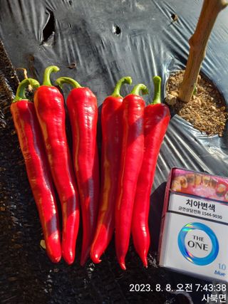 윤인석님의 고추 · 일상 작성글 사진