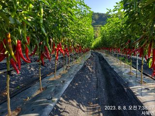 윤인석님의 고추 · 일상 작성글 사진