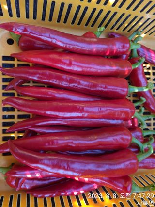 윤인석님의 고추 · 일상 작성글 사진