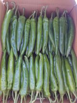 팜모닝 고추·수확 게시글 이미지