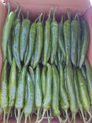 콩나라최여순님의 고추 · 수확 작성글 사진