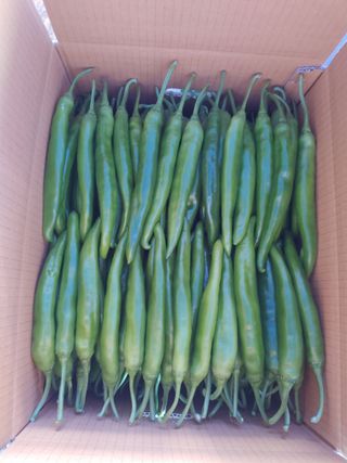 콩나라최여순님의 고추 · 수확 작성글 사진