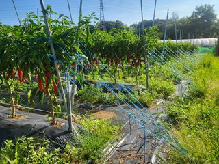 들꽃농장님의 고추 · 지주설치•유인•성장 작성글 사진