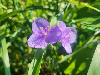 들꽃농장님의 고추 · 지주설치•유인•성장 작성글 사진