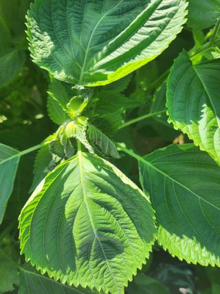 이재덕님의 들깨 · 병해충상담 작성글 사진