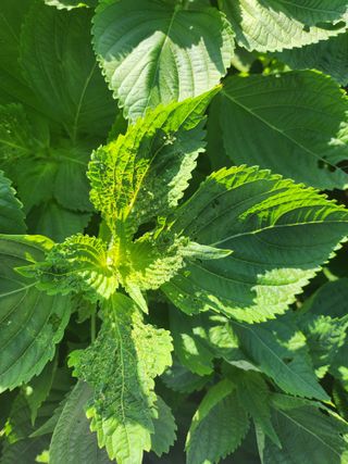 이재덕님의 들깨 · 병해충상담 작성글 사진