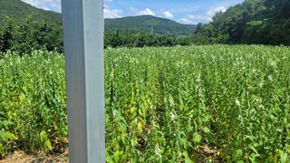 알 수 없음님의 참깨 · 자유게시판 작성글 사진