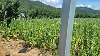 알 수 없음님의 참깨 · 자유게시판 작성글 사진