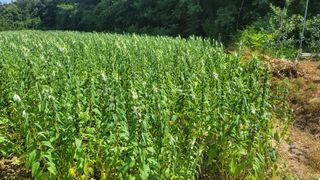 알 수 없음님의 참깨 · 자유게시판 작성글 사진