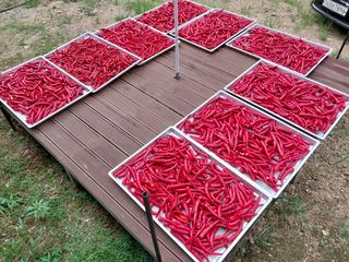 가연맘님의 고추 · 수확 작성글 사진