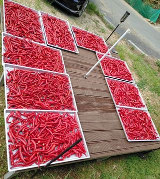 가연맘님의 고추 · 수확 작성글 사진