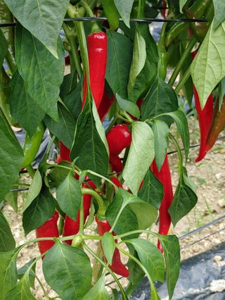 가연맘님의 고추 · 수확 작성글 사진