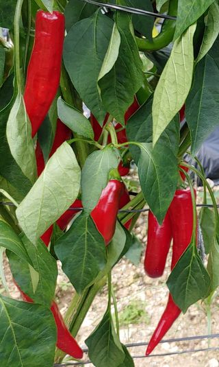 가연맘님의 고추 · 수확 작성글 사진