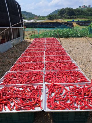 bpjh9173님의 고추 · 일상 작성글 사진