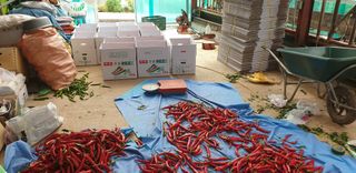 전봉우(채미농원)님의 고추 · 수확 작성글 사진