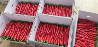 전봉우(채미농원)님의 고추 · 수확 작성글 사진