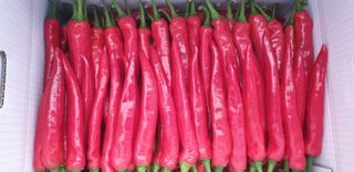 전봉우(채미농원)님의 고추 · 수확 작성글 사진