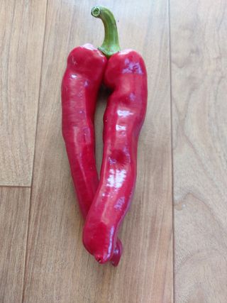 감16190님의 고추 · 영농일지 작성글 사진