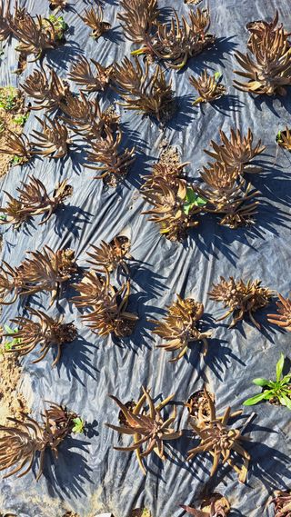 오인석님의 기타작물 · 자유게시판 작성글 사진