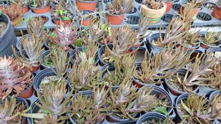 오인석님의 기타작물 · 자유게시판 작성글 사진