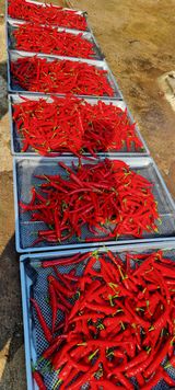 팜모닝 고추·영농일지 게시글 이미지