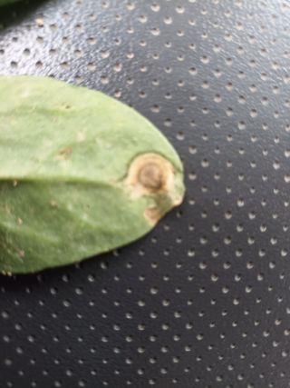 오공손님의 시금치 · 병해충상담 작성글 사진