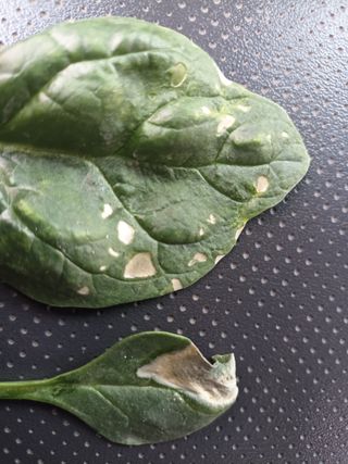 오공손님의 시금치 · 병해충상담 작성글 사진